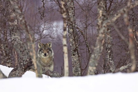 Wolf in snow