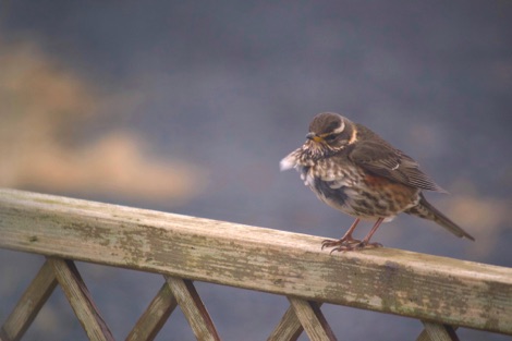 Redwing on a wooden fence