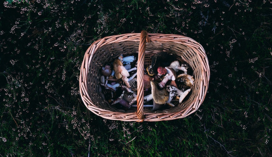 Mixed mushrooms in a basket
