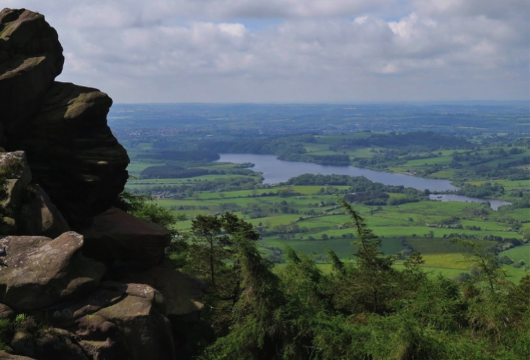The Roaches