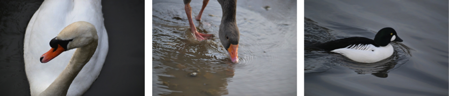 birds at Slimbridge