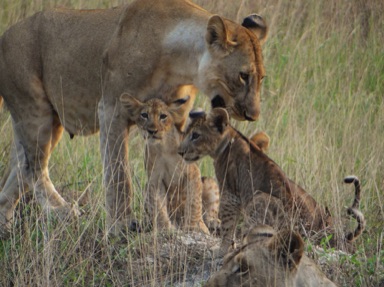 lions, Tanzania