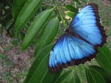 morpho butterfly