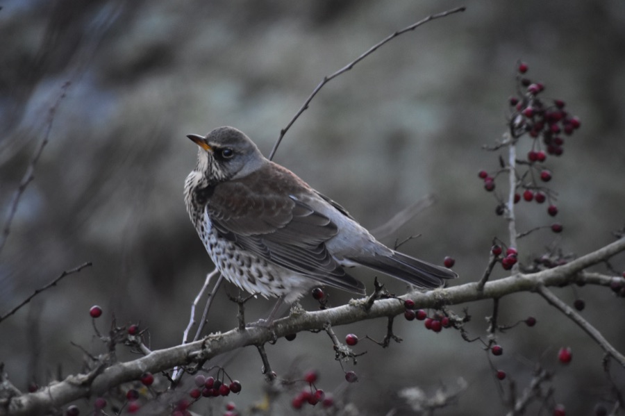 Fieldfare perched on a hawthorn branch with red berries