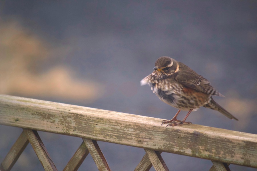 Redwing on a wooden fence