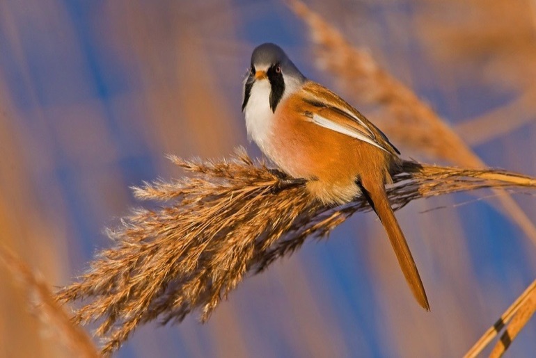 bearded tit
