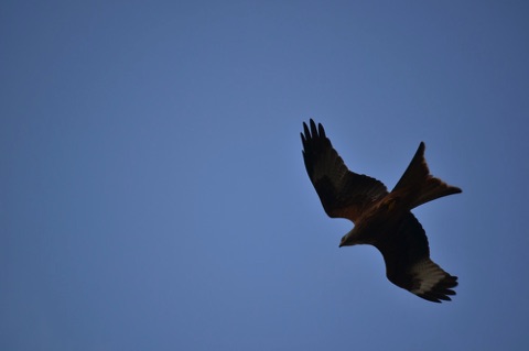 Red kite