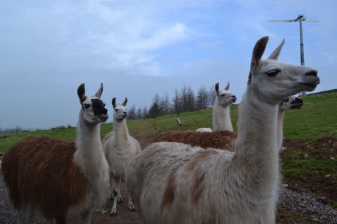 llamas