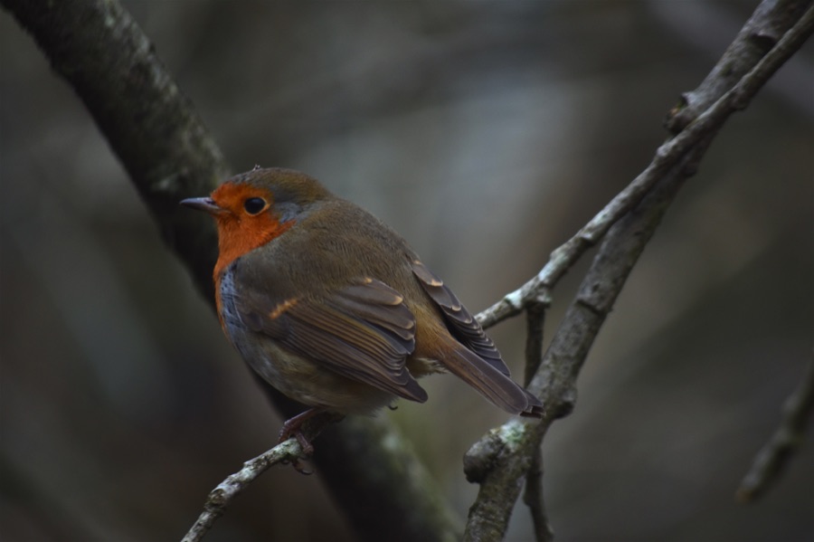 Darwin Forest robin